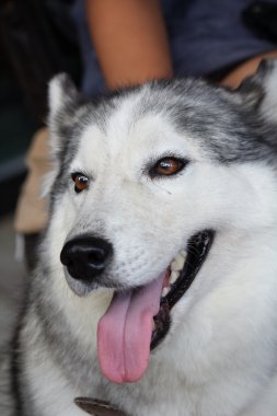 Sibirya Husky köpeği