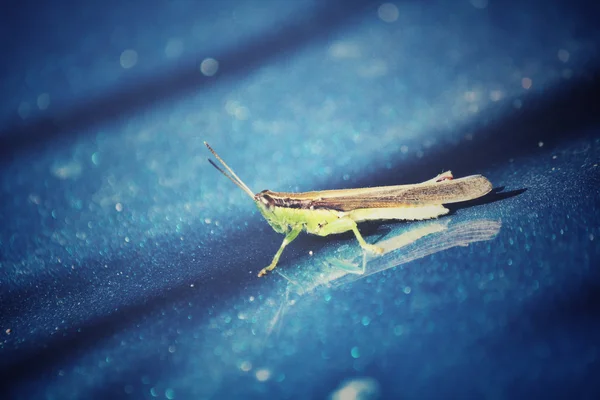 Grasshopper — Stock Photo, Image