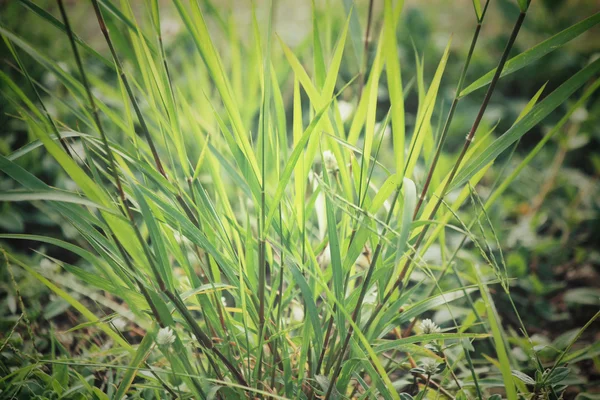 Vetiver трави — стокове фото