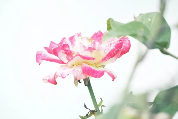 White rose op boom — Stockfoto