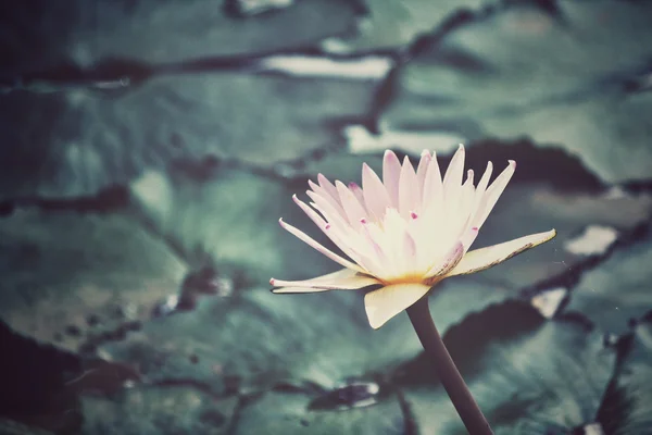 Винтажные цветы лотоса — стоковое фото