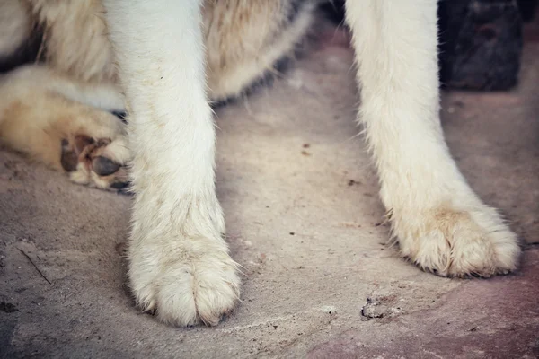 Dog foot — Stock Photo, Image