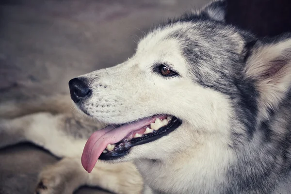 Perro Husky siberiano —  Fotos de Stock