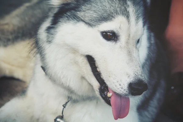 Chien Husky sibérien — Photo