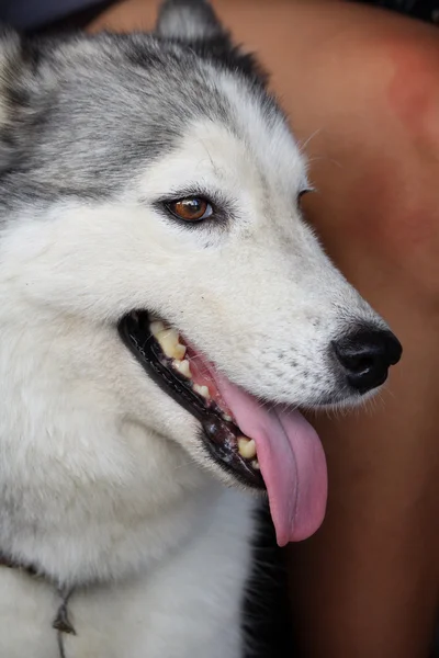 Sibirya Husky köpeği