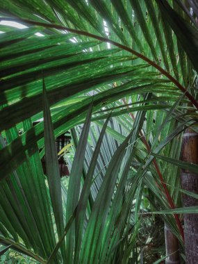 Tropik palmiye yaprağı arka planı kapat