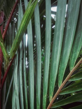 Tropik palmiye yaprağı arka planı kapat