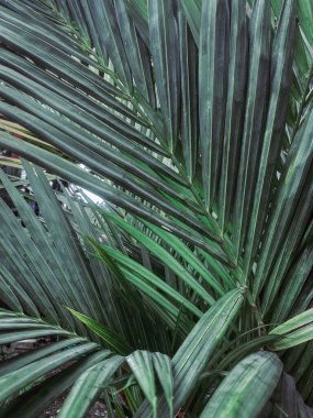 Tropik palmiye yaprağı arka planı kapat