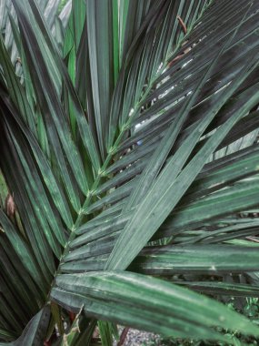 Tropik palmiye yaprağı arka planı kapat