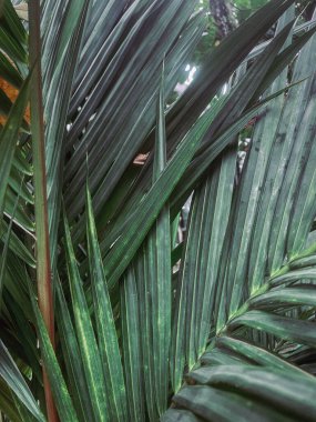 Tropik palmiye yaprağı arka planı kapat
