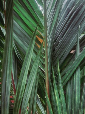 Tropik palmiye yaprağı arka planı kapat