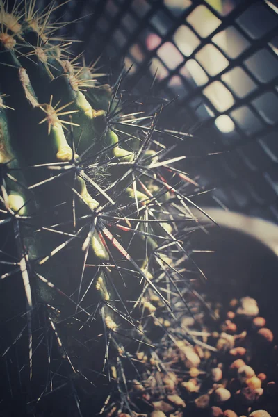 Kaktusz-val árnyék — Stock Fotó