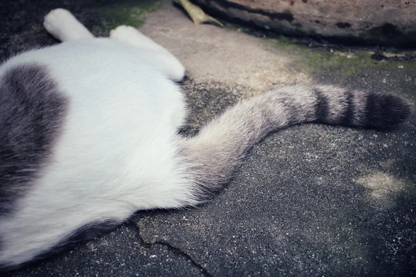 猫的尾巴 — 图库照片