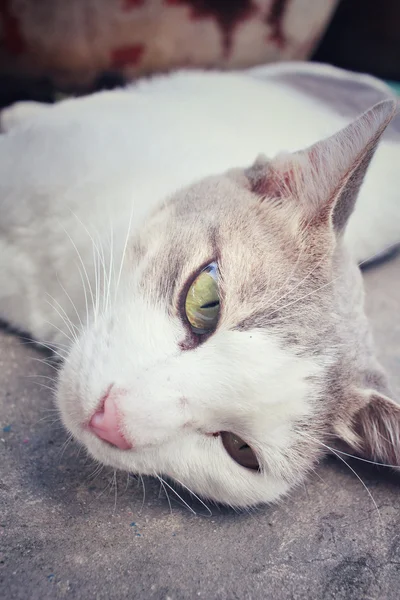 Gato dormindo — Fotografia de Stock