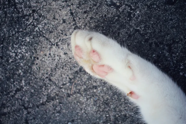 Cat feet — Stock Photo, Image