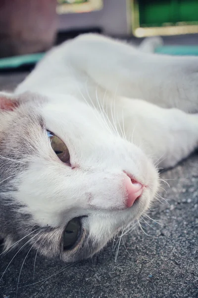 Gato durmiendo — Foto de Stock