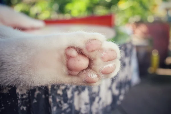 Ноги кішки — стокове фото