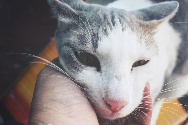 Katze spielt mit der Hand — Stockfoto