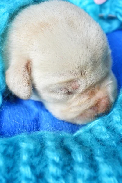 Cãozinho Labrador — Fotografia de Stock