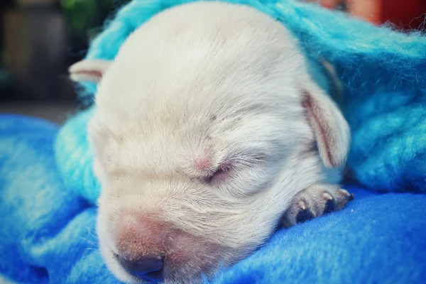 Cucciolo labrador — Foto Stock