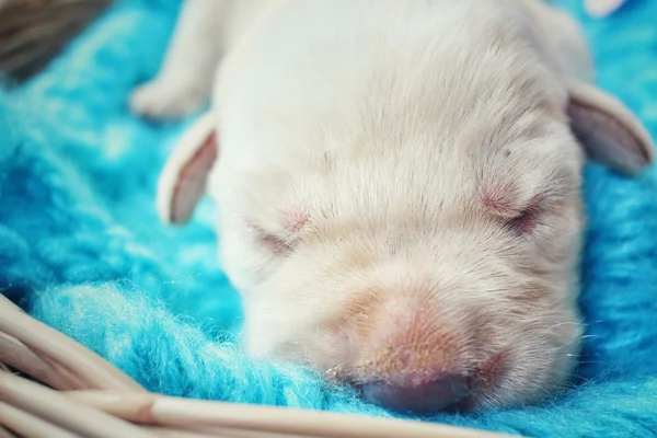 Cãozinho Labrador — Fotografia de Stock