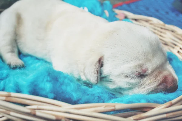 ラブラドール子犬 — ストック写真