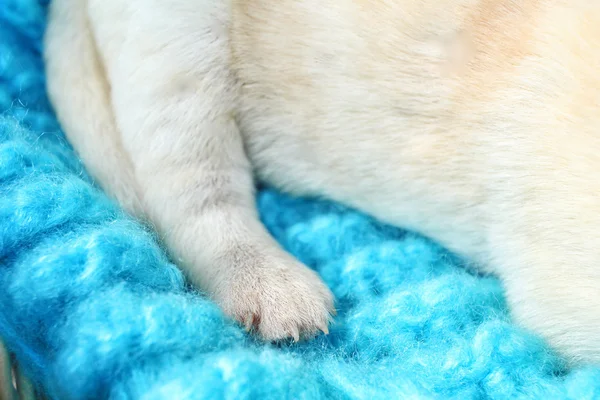 Füße von Labrador-Welpen — Stockfoto