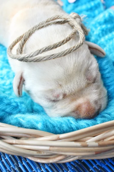 Labrador yavrusu — Stok fotoğraf