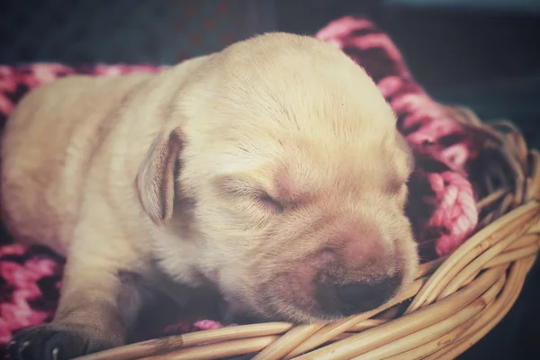 Labrador valp sova — Stockfoto