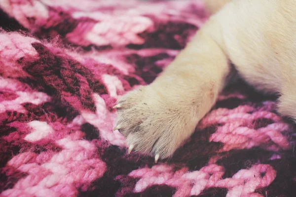 Pés de cão de cachorro labrador — Fotografia de Stock