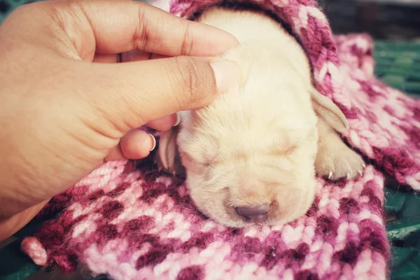 Labrador valp sova med händerna — Stockfoto