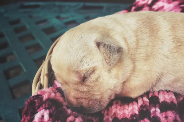 Uyku labrador köpek yavrusu — Stok fotoğraf