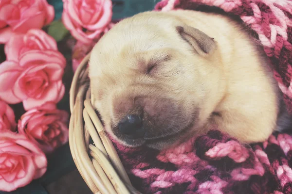 Labrador cachorro dormindo — Fotografia de Stock