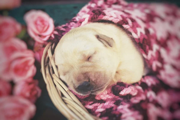 Labrador cachorro dormindo — Fotografia de Stock