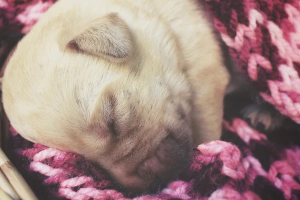 Labrador cachorro durmiendo — Foto de Stock