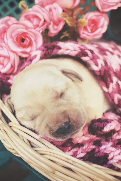 Uyku labrador köpek yavrusu — Stok fotoğraf