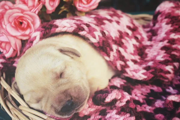 Uyku labrador köpek yavrusu — Stok fotoğraf