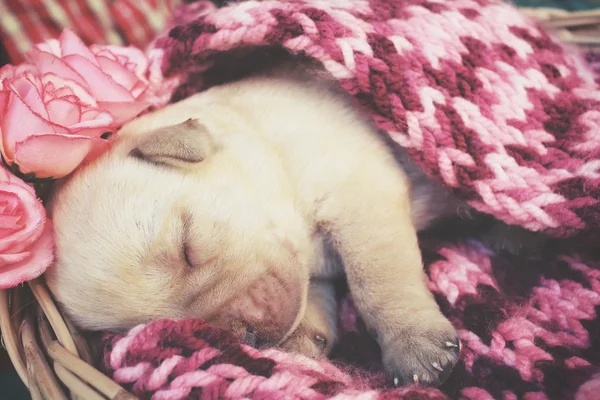 ラブラドール子犬の睡眠 — ストック写真