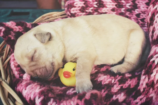 Cãozinho Labrador dormindo com pato de borracha amarelo — Fotografia de Stock