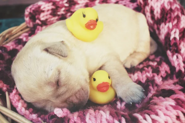 Cãozinho Labrador dormindo com pato de borracha amarelo — Fotografia de Stock