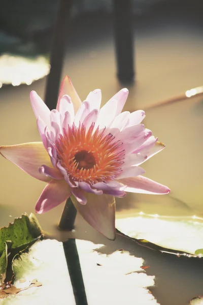 蓮の花 — ストック写真