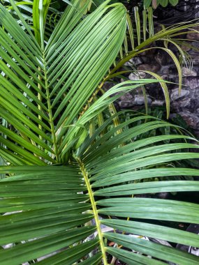 Yeşil tropikal yaprakların güzelliği bitki arka planı veya dokusu