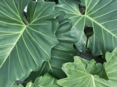 Yeşil tropikal yaprakların güzelliği bitki arka planı veya dokusu