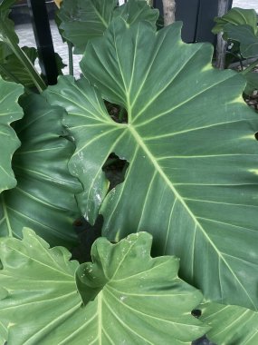 Yeşil tropikal yaprakların güzelliği bitki arka planı veya dokusu