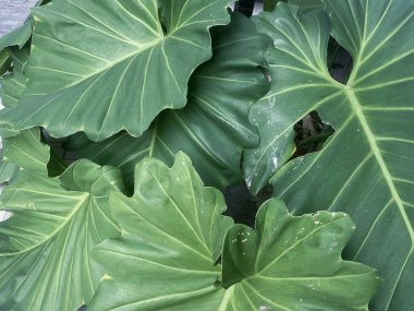 Yeşil tropikal yaprakların güzelliği bitki arka planı veya dokusu