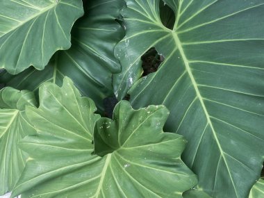 Yeşil tropikal yaprakların güzelliği bitki arka planı veya dokusu