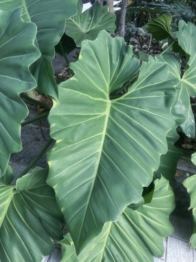 Yeşil tropikal yaprakların güzelliği bitki arka planı veya dokusu