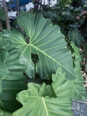 Yeşil tropikal yaprakların güzelliği bitki arka planı veya dokusu