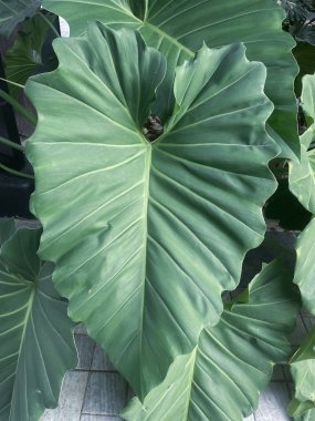 Yeşil tropikal yaprakların güzelliği bitki arka planı veya dokusu