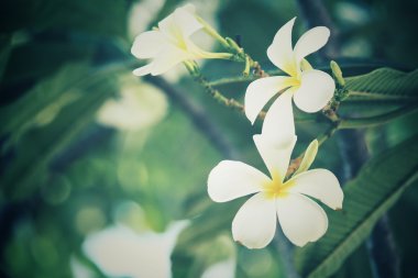 ağaç üzerinde beyaz frangipani çiçek